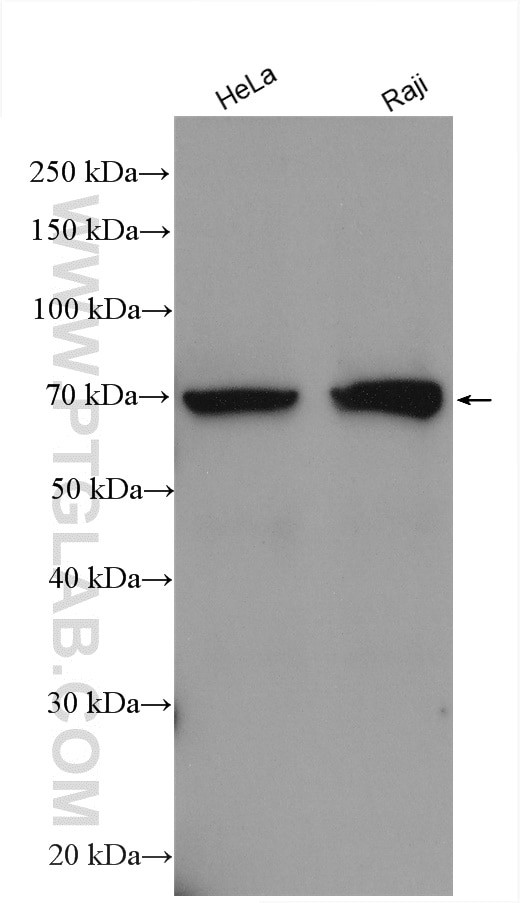 ALAS1 Antibody in Western Blot (WB)