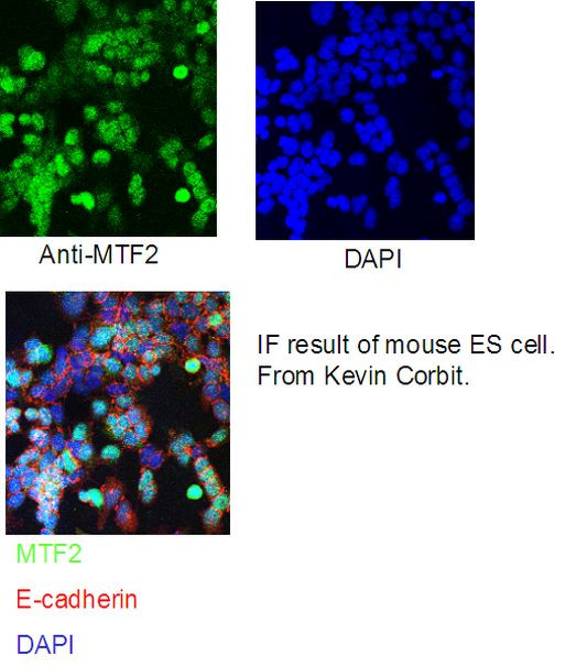 MTF2 Antibody in Immunocytochemistry (ICC/IF)