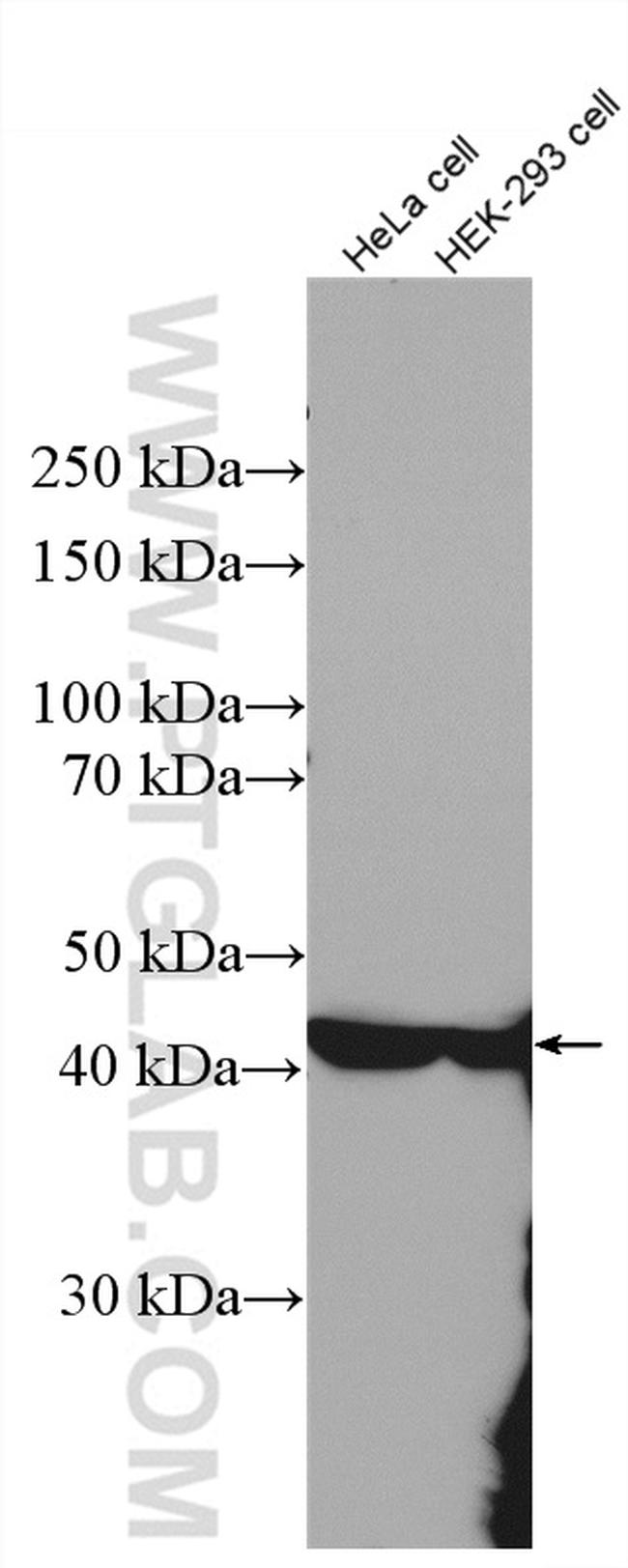 ASS1 Antibody in Western Blot (WB)