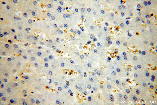 HBB Antibody in Immunohistochemistry (Paraffin) (IHC (P))