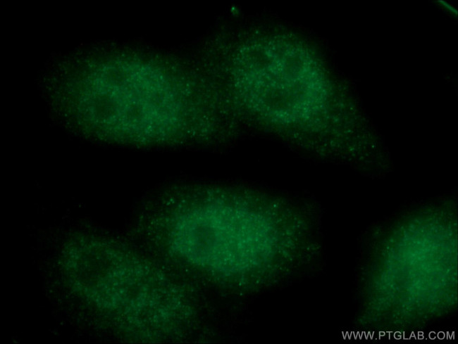 NUP54 Antibody in Immunocytochemistry (ICC/IF)