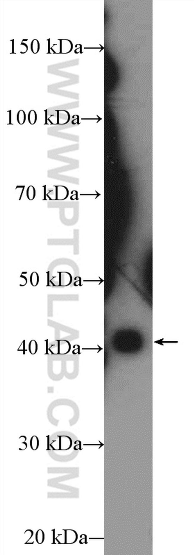 SFRS5 Antibody in Western Blot (WB)