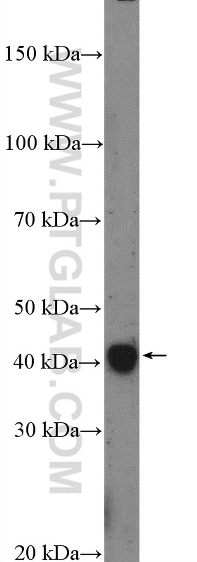 SFRS5 Antibody in Western Blot (WB)