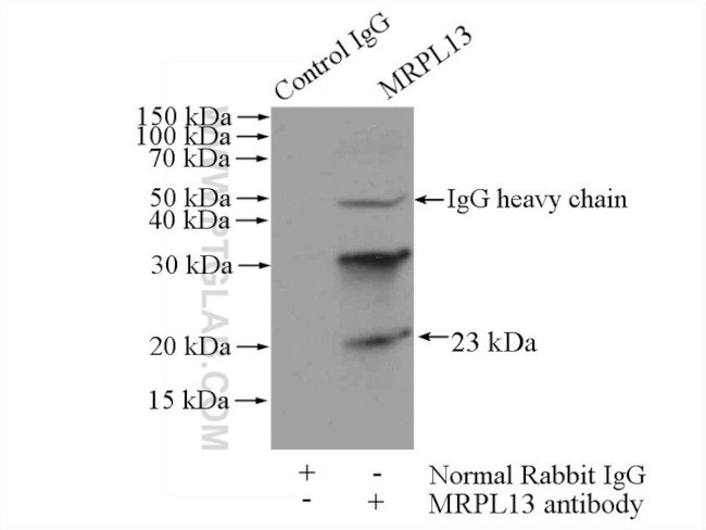 MRPL13 Antibody in Immunoprecipitation (IP)