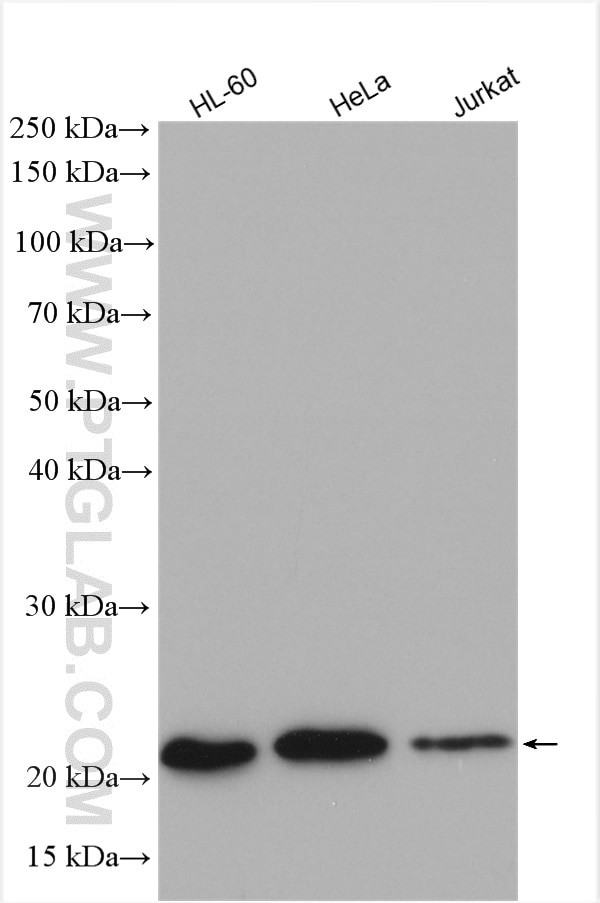 MRPL13 Antibody in Western Blot (WB)