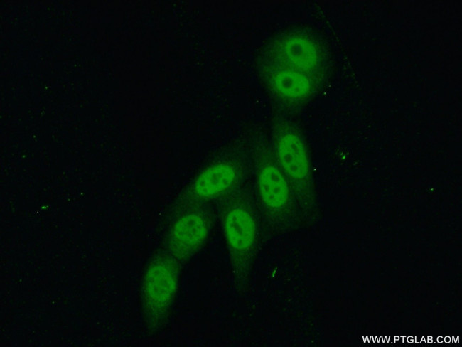 PSF2 Antibody in Immunocytochemistry (ICC/IF)