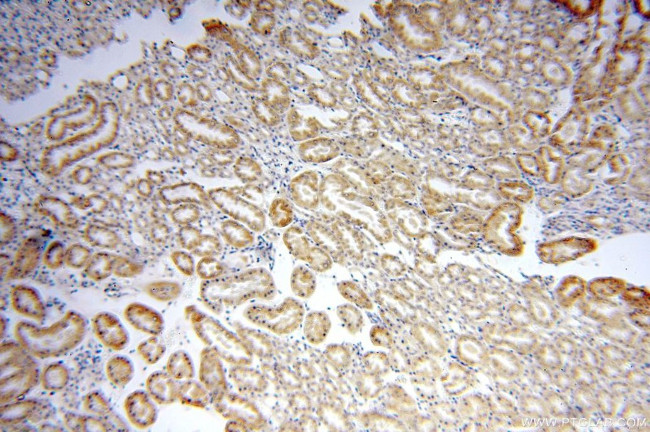 LMF2 Antibody in Immunohistochemistry (Paraffin) (IHC (P))