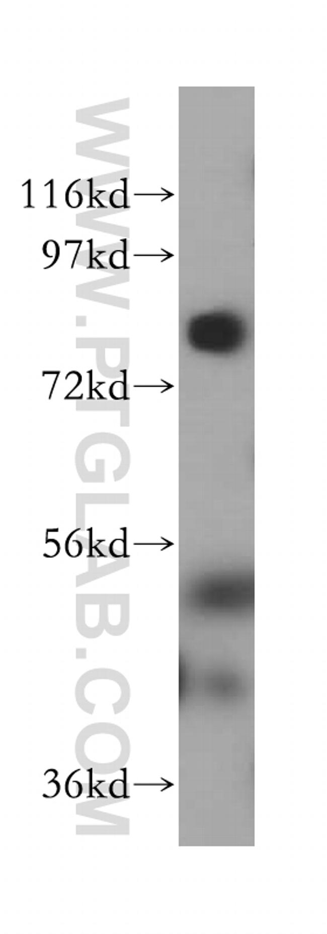 LMF2 Antibody in Western Blot (WB)