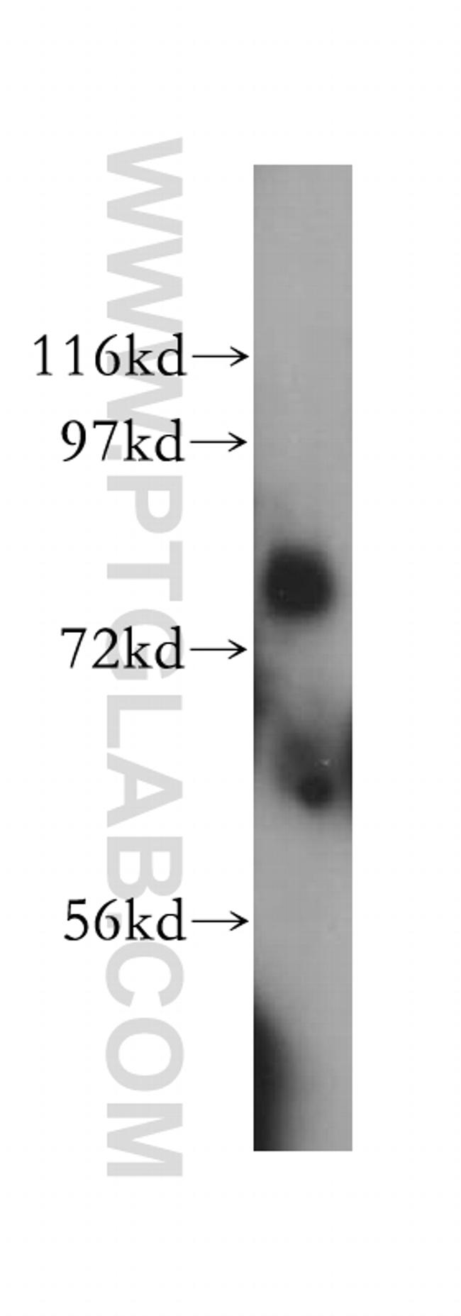 LMF2 Antibody in Western Blot (WB)