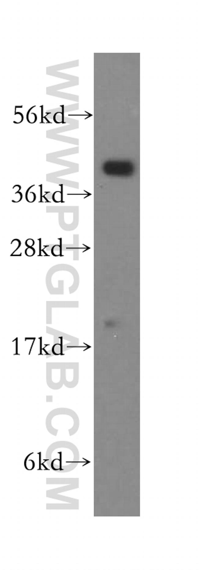 PRKCDBP Antibody in Western Blot (WB)