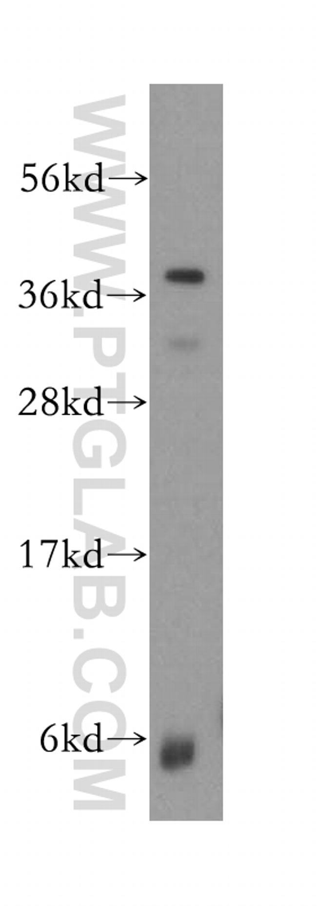 PRKCDBP Antibody in Western Blot (WB)