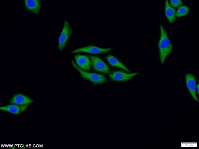 FAF2 Antibody in Immunocytochemistry (ICC/IF)