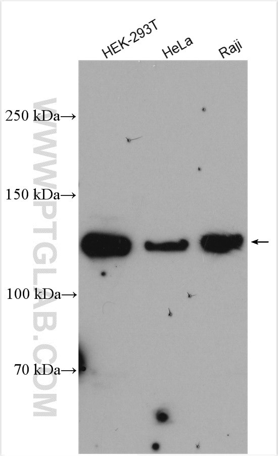 EXO1 Antibody in Western Blot (WB)