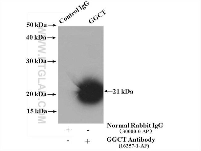 GGCT Antibody in Immunoprecipitation (IP)