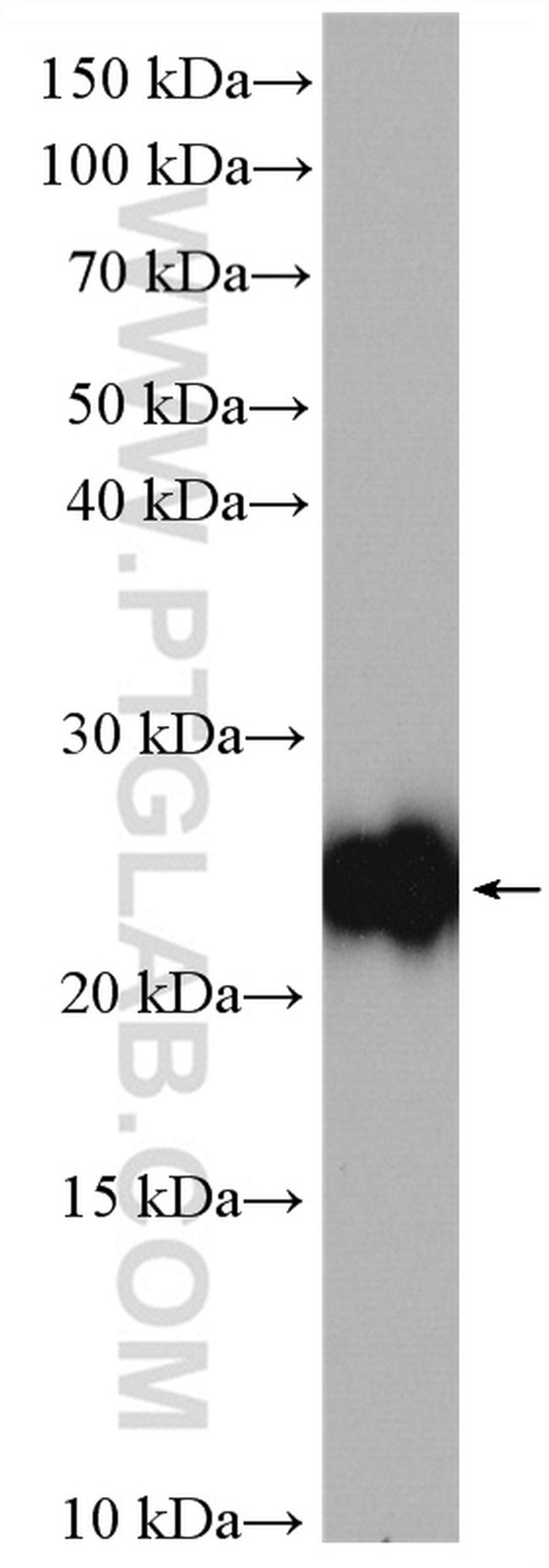 GADD45GIP1 Antibody in Western Blot (WB)