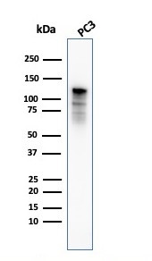 Drebrin 1 (DBN1) Antibody in Western Blot (WB)