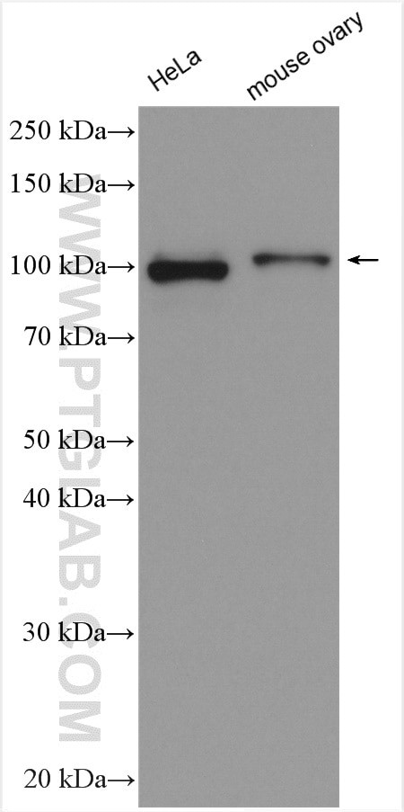 GCC1 Antibody in Western Blot (WB)