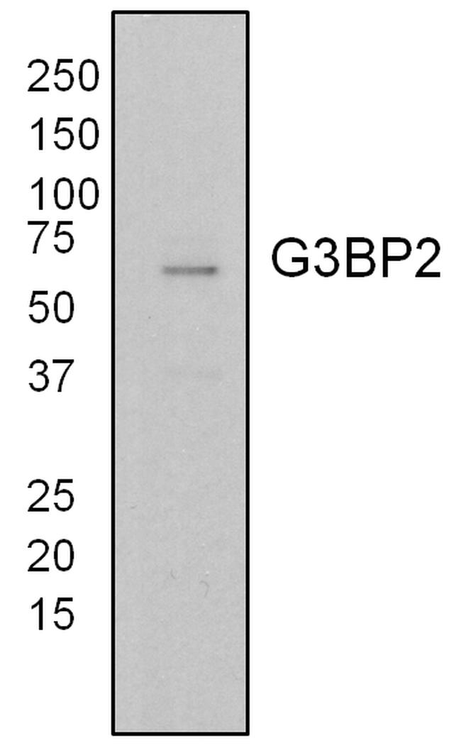 G3BP2 Antibody in Western Blot (WB)
