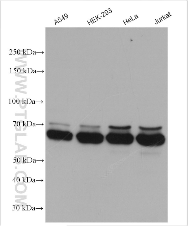 G3BP2 Antibody in Western Blot (WB)