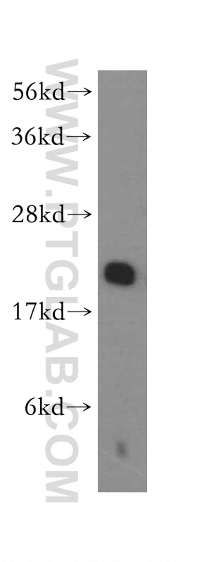 RPL11 Antibody in Western Blot (WB)