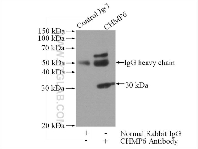 CHMP6 Antibody in Immunoprecipitation (IP)