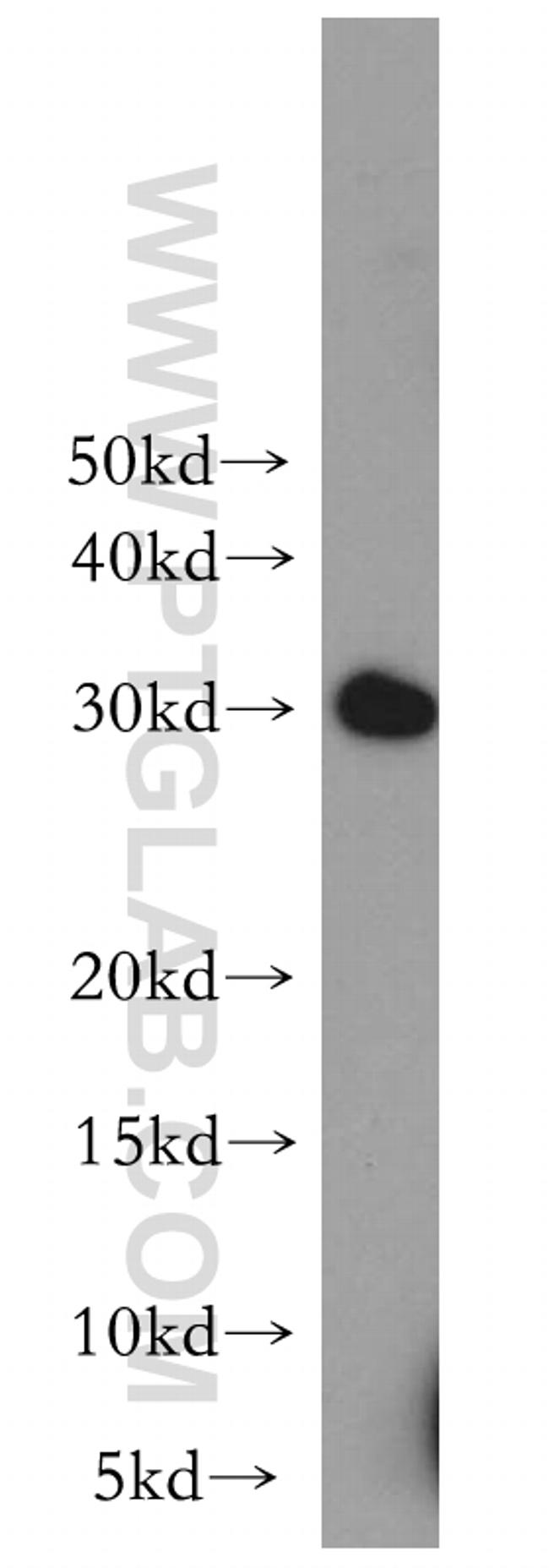 CHMP6 Antibody in Western Blot (WB)