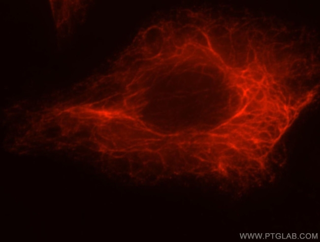 LENG9 Antibody in Immunocytochemistry (ICC/IF)