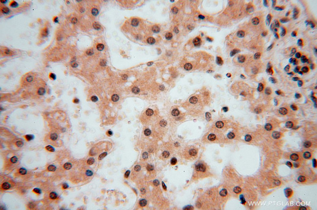 LENG9 Antibody in Immunohistochemistry (Paraffin) (IHC (P))