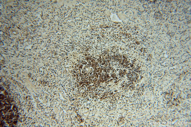 LENG9 Antibody in Immunohistochemistry (Paraffin) (IHC (P))