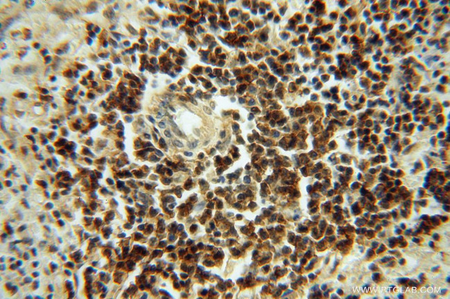 LENG9 Antibody in Immunohistochemistry (Paraffin) (IHC (P))