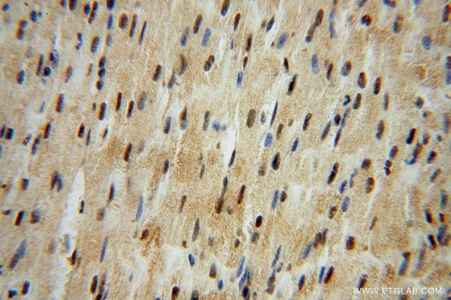 LENG9 Antibody in Immunohistochemistry (Paraffin) (IHC (P))