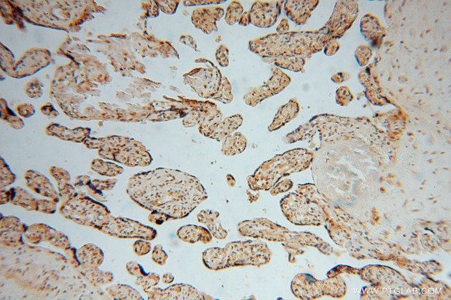 LENG9 Antibody in Immunohistochemistry (Paraffin) (IHC (P))