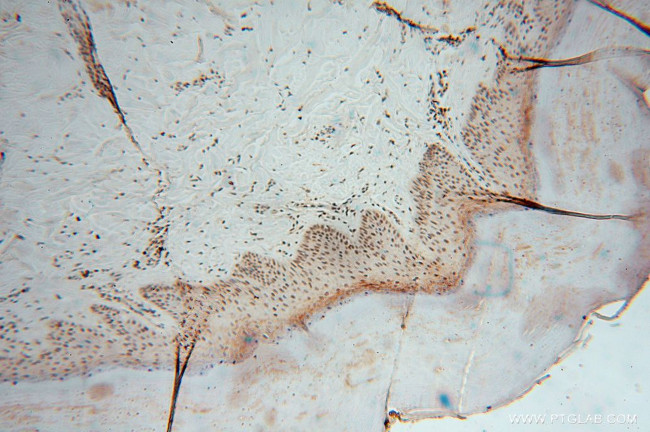 LENG9 Antibody in Immunohistochemistry (Paraffin) (IHC (P))