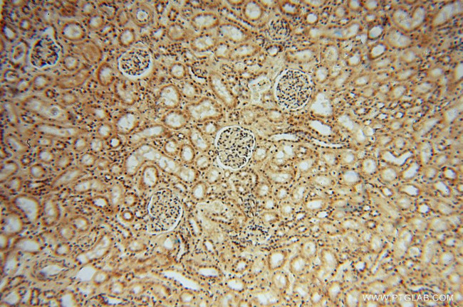 LENG9 Antibody in Immunohistochemistry (Paraffin) (IHC (P))