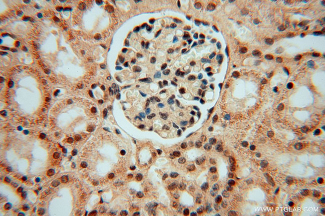 LENG9 Antibody in Immunohistochemistry (Paraffin) (IHC (P))