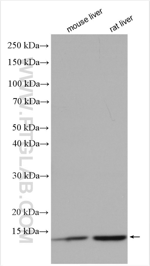 ATP5L Antibody in Western Blot (WB)