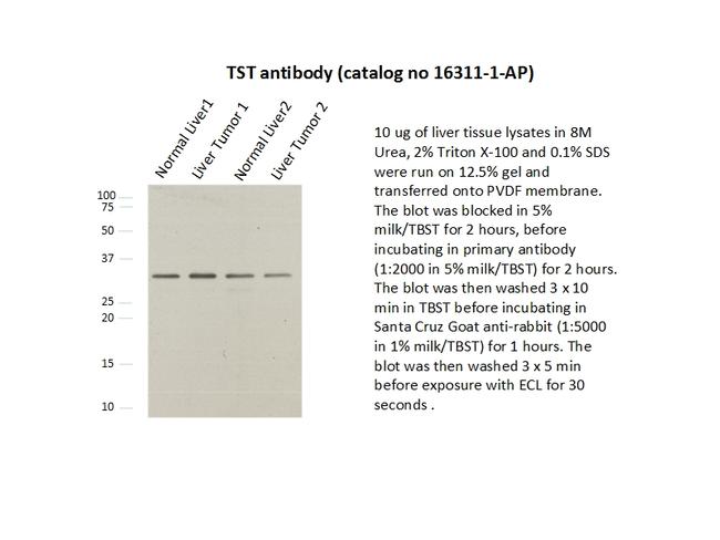 TST Antibody in Western Blot (WB)