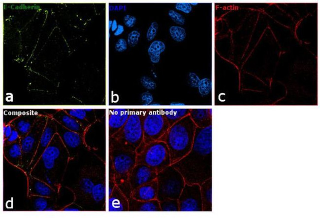 CD324 (E-Cadherin) Antibody in Immunocytochemistry (ICC/IF)