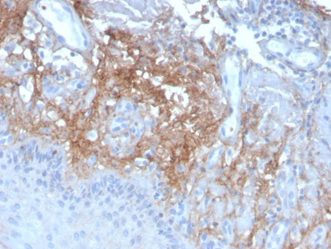 Decorin Antibody in Immunohistochemistry (Paraffin) (IHC (P))