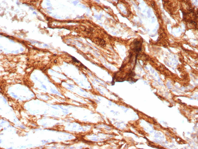 Decorin Antibody in Immunohistochemistry (Paraffin) (IHC (P))