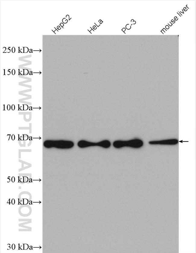 FARSB Antibody in Western Blot (WB)