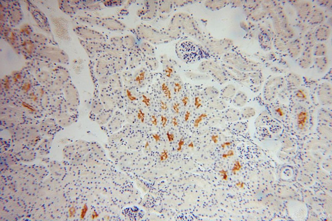 SLC3A1 Antibody in Immunohistochemistry (Paraffin) (IHC (P))