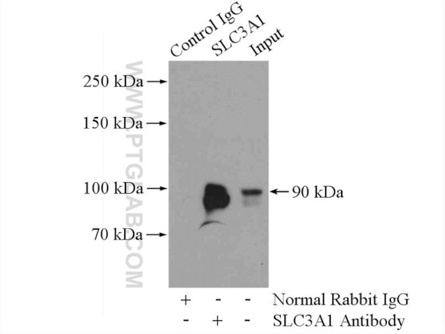 SLC3A1 Antibody in Immunoprecipitation (IP)