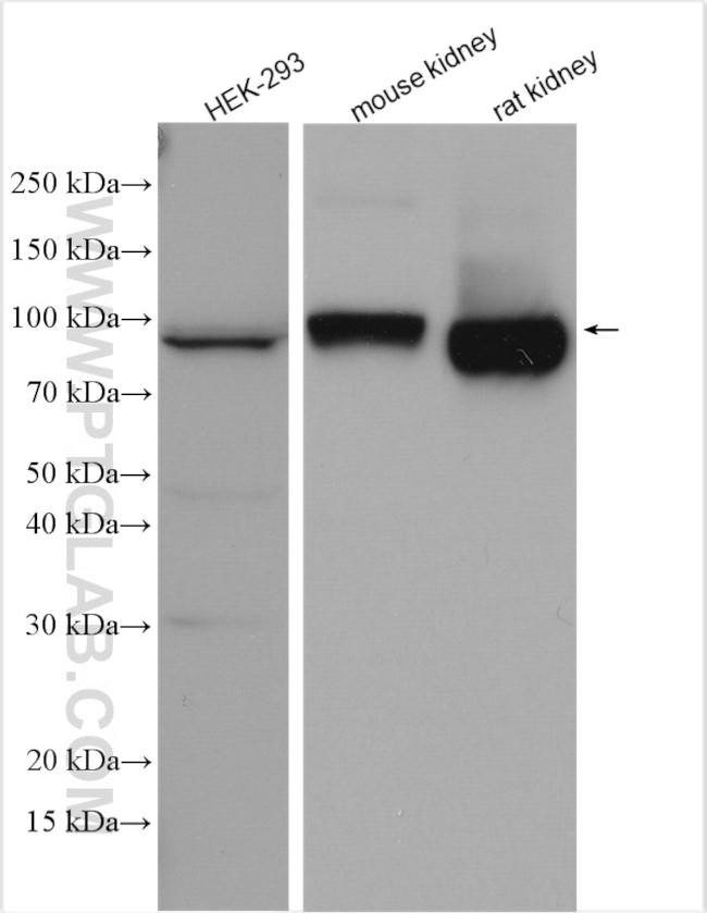 SLC3A1 Antibody in Western Blot (WB)