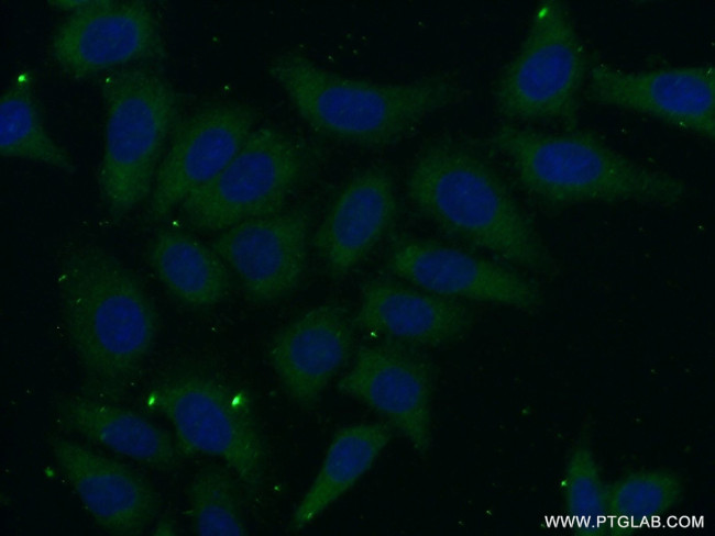 PSG11 Antibody in Immunocytochemistry (ICC/IF)