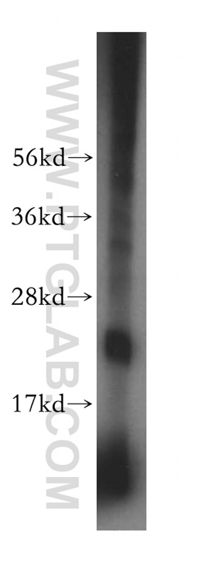 PSG11 Antibody in Western Blot (WB)