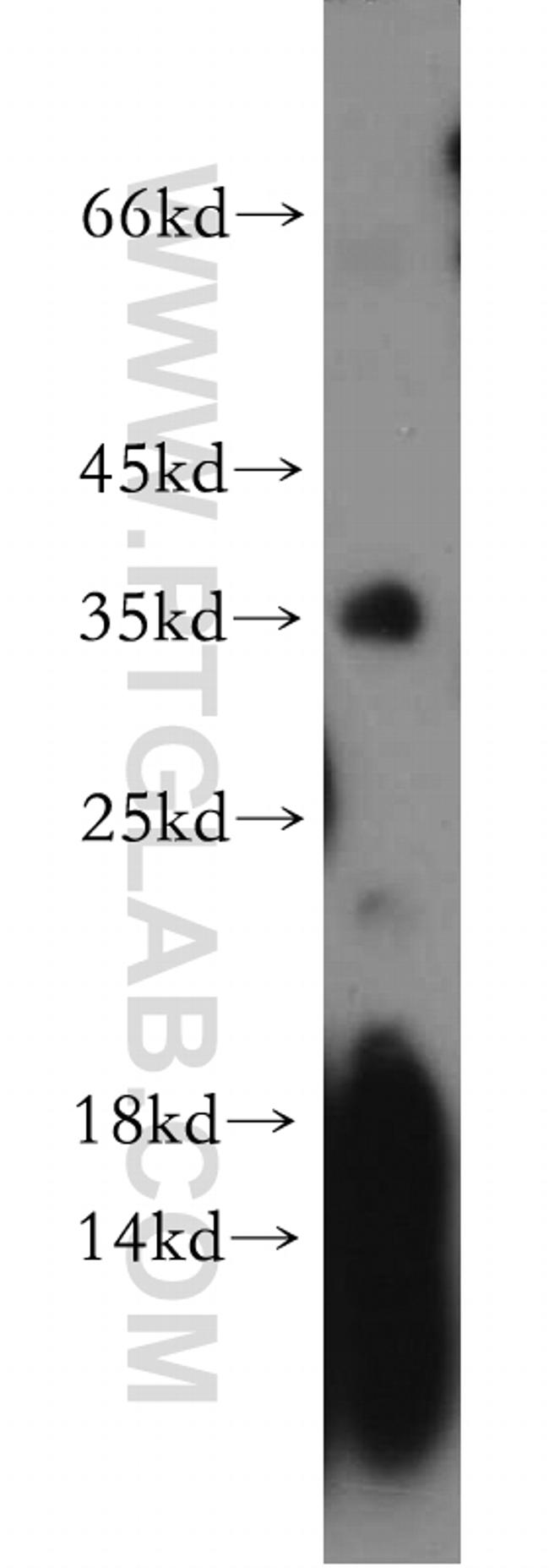 PSG11 Antibody in Western Blot (WB)