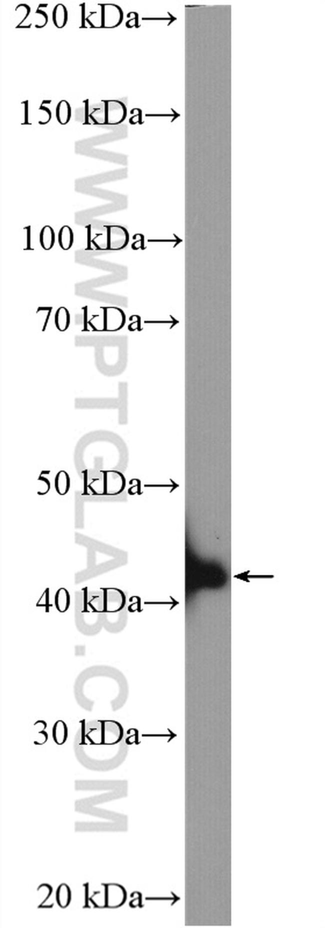 BLZF1 Antibody in Western Blot (WB)