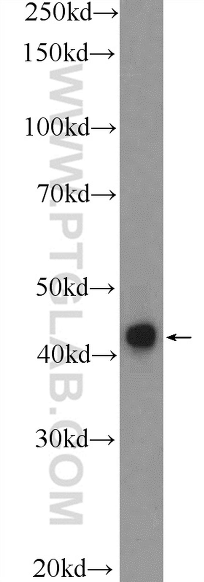 cyclin I Antibody in Western Blot (WB)