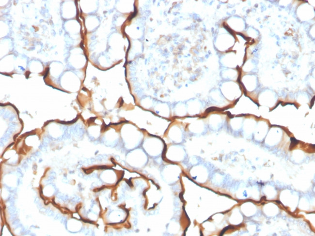 Angiotensin I Converting Enzyme (ACE)/CD143 Antibody in Immunohistochemistry (Paraffin) (IHC (P))